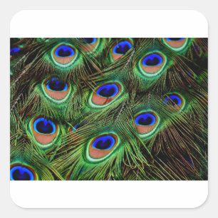 Pegatina Cuadrada Peacock Feathers