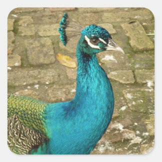 Pegatina Cuadrada Peacock Hermosa Fotografía Natural