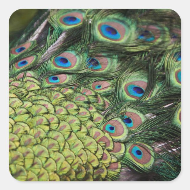 Pegatina Cuadrada Peacock macho (Pavo cristatus) con cola (Anverso)