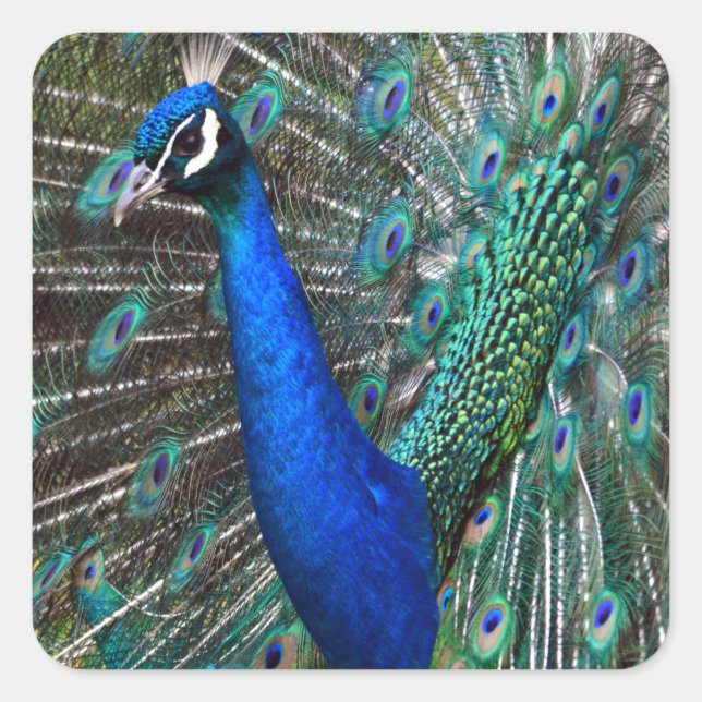 Pegatina Cuadrada Peacock masculino colorido (Anverso)