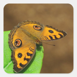 Pegatina Cuadrada Peacock Pansy Butfly