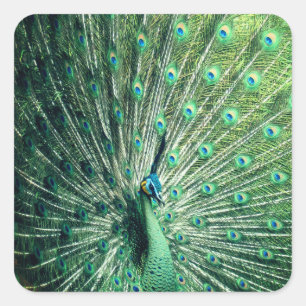 Pegatina Cuadrada Peacock Strut