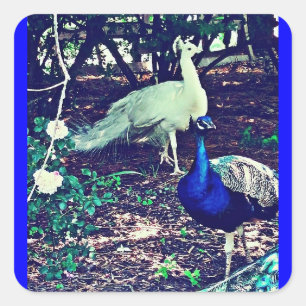 Pegatina Cuadrada Peacocks vintage