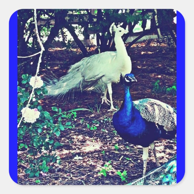 Pegatina Cuadrada Peacocks vintage (Anverso)