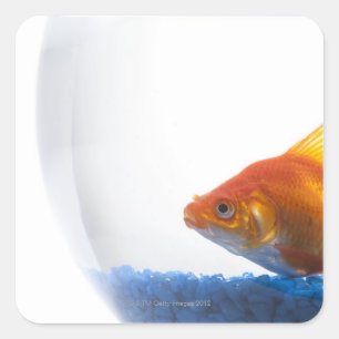 Pegatina Cuadrada Peces de oro en tazón con fondo blanco