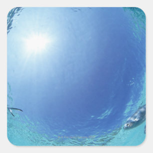 Pegatina Cuadrada Peces en el mar