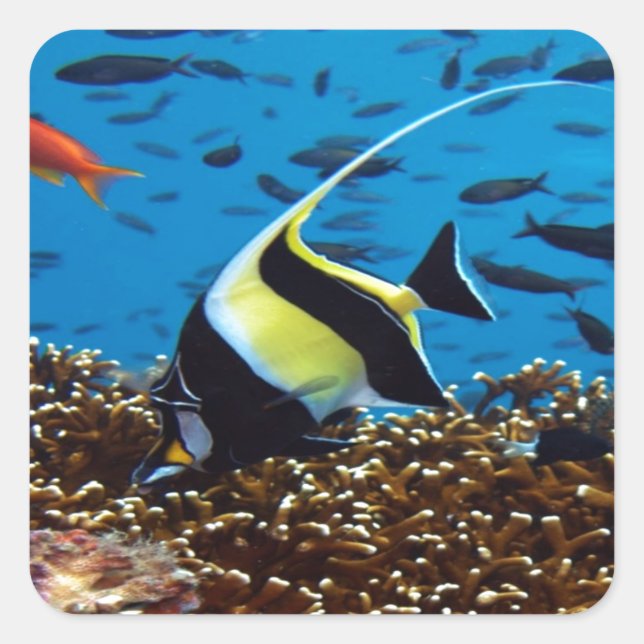 Pegatina Cuadrada Peces tropicales (Anverso)