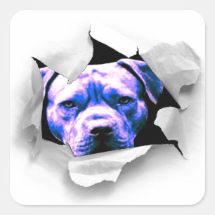 Pegatina Cuadrada Peek A Boo Pit Bull