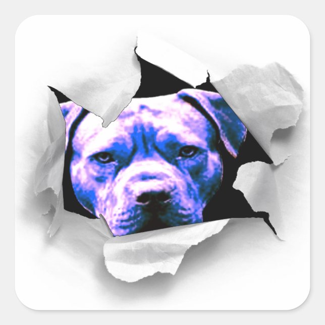 Pegatina Cuadrada Peek A Boo Pit Bull (Anverso)