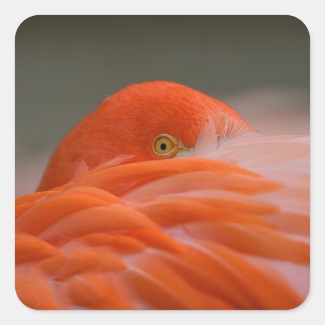 Pegatina Cuadrada Peeking Flamingo (Anverso)