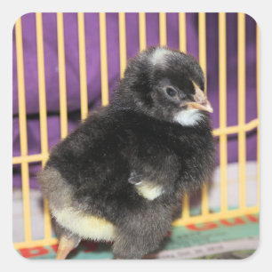 Pegatina Cuadrada Peep