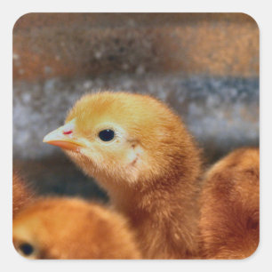 Pegatina Cuadrada Peep peep