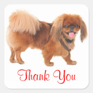 Pegatina Cuadrada Pegar Gracias Perro Cachorro Pekinés Saludo Sticke