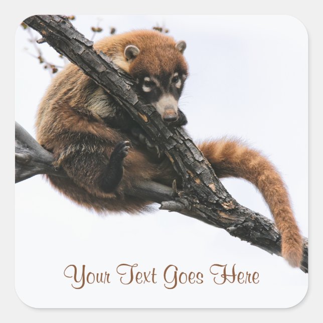 Pegatina Cuadrada Pegatina: Coatimundi #5 (Plaza) (Anverso)