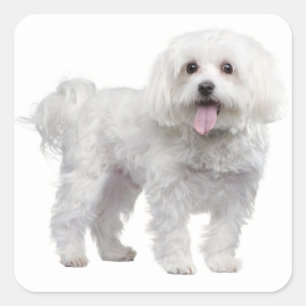 Pegatina Cuadrada Pegatina/Etiqueta de amor de perro porcino blanco 