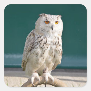 Pegatina Cuadrada Pegatina/Sello de lechuza blanca encaramado