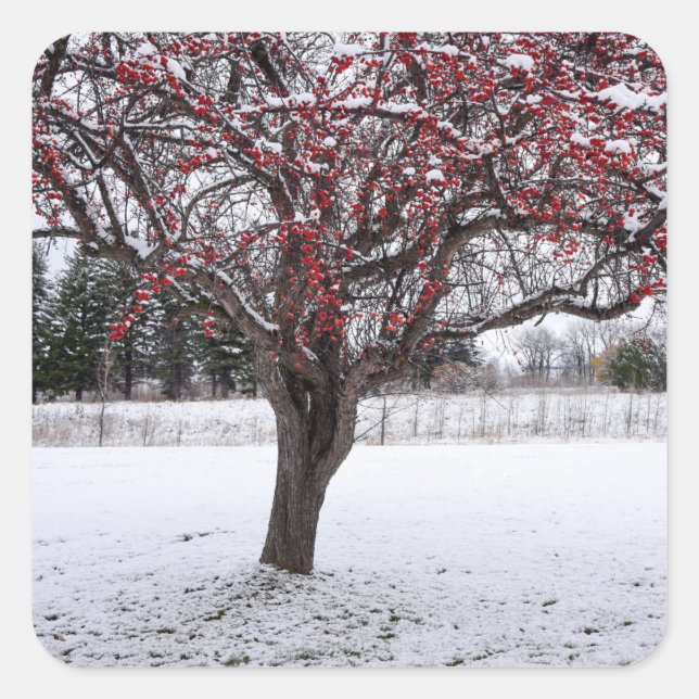 Pegatina Cuadrada Pegatinas (Anverso)