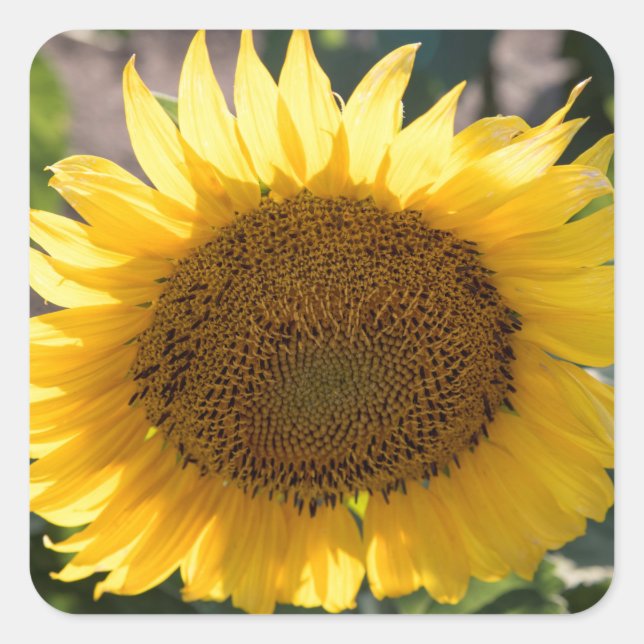 Pegatina Cuadrada Pegatinas (Anverso)