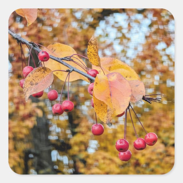 Pegatina Cuadrada Pegatinas (Anverso)