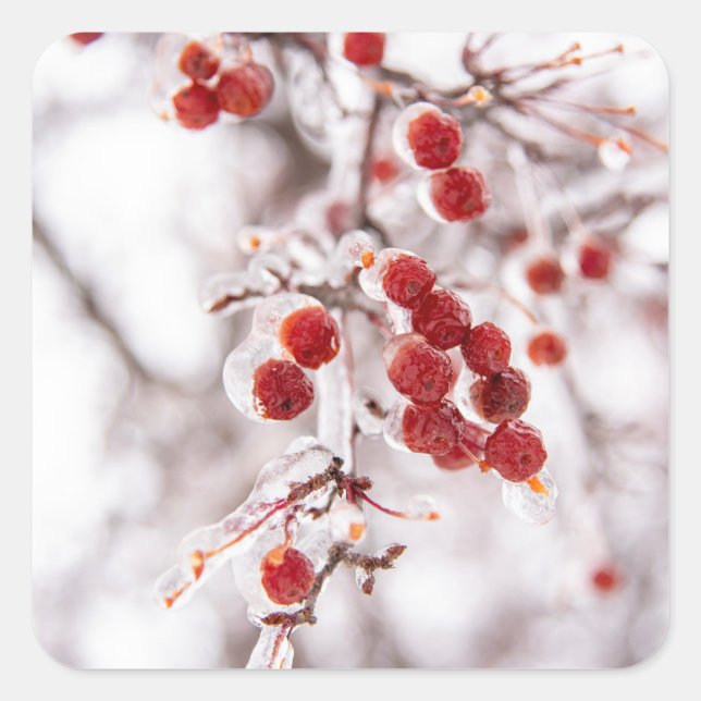 Pegatina Cuadrada Pegatinas (Anverso)