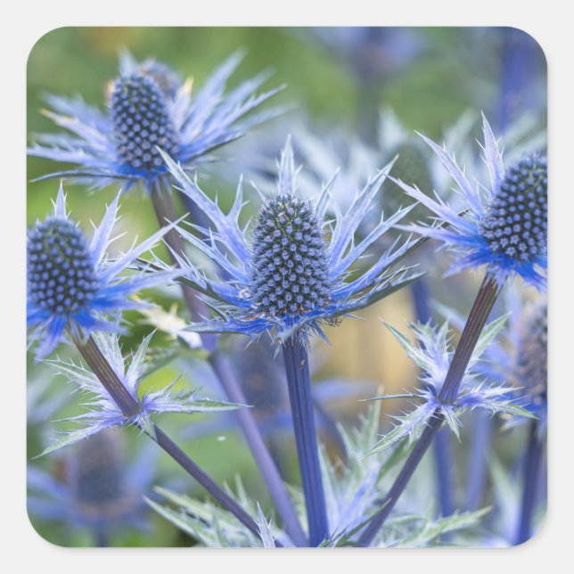 Pegatina Cuadrada Pegatinas "Big Blue" de Sea Holly (Anverso)