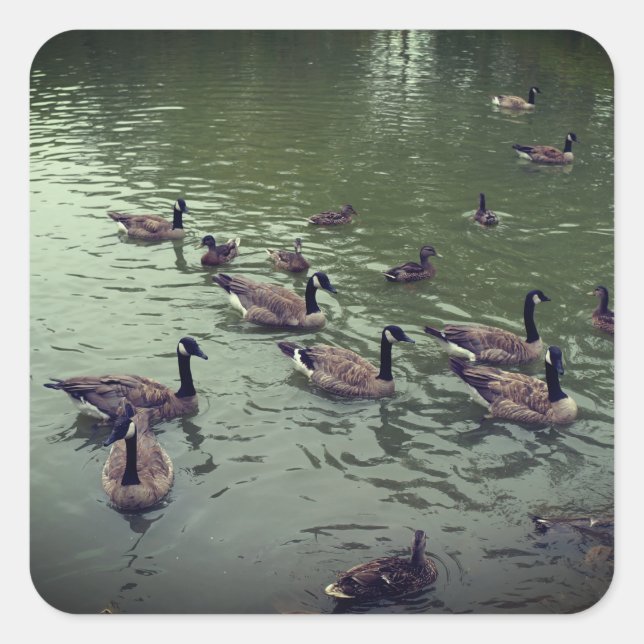 Pegatina Cuadrada Pegatinas canadienses de los Duques Geese y Mallar (Anverso)