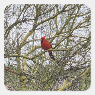 Pegatina Cuadrada Pegatinas cardinales