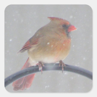 PEGATINA CUADRADA PEGATINAS CON CARDINAL