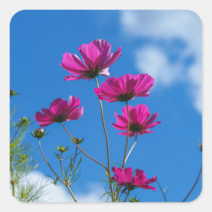 Pegatina Cuadrada Pegatinas Cosmos Rosa Alto