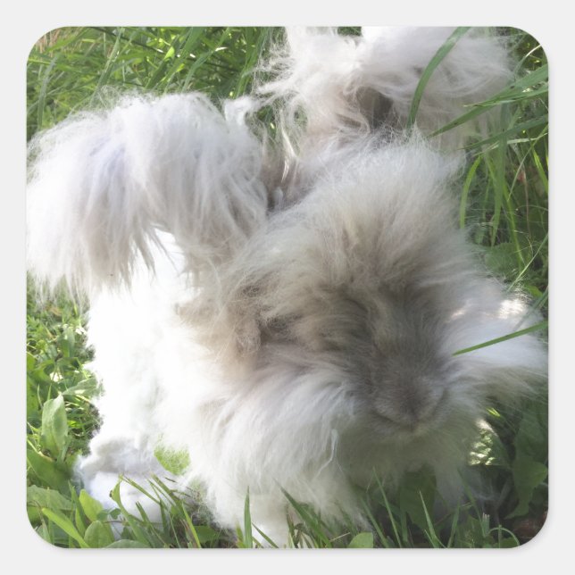 Pegatina Cuadrada Pegatinas cuadrados - Angora Rabbit "Bradley" ingl (Anverso)