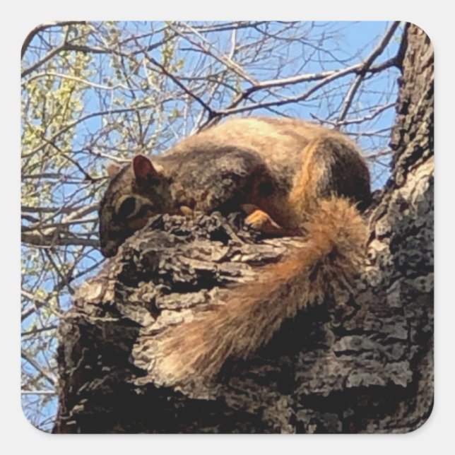 Pegatina Cuadrada Pegatinas de ardilla (Anverso)