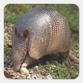 Pegatina Cuadrada Pegatinas de Armadillo