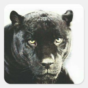 Pegatina Cuadrada Pegatinas de Black Jaguar Panther Square