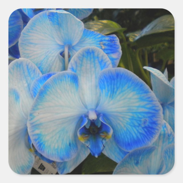 Pegatina Cuadrada Pegatinas de Blue Mystique Orchid II (Anverso)