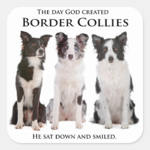 Pegatina Cuadrada Pegatinas de Border Collie