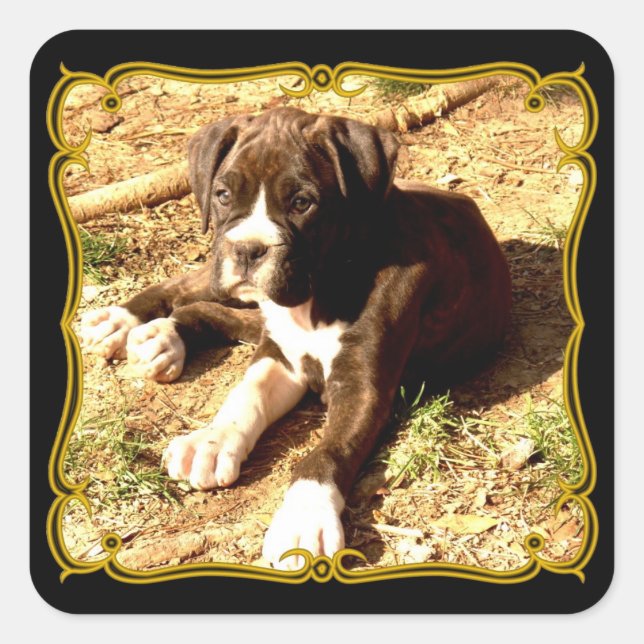 Pegatina Cuadrada Pegatinas de cachorros (Anverso)