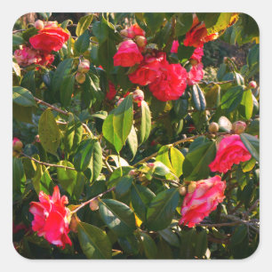 Pegatina Cuadrada Pegatinas de Camellia Rosa Rosa