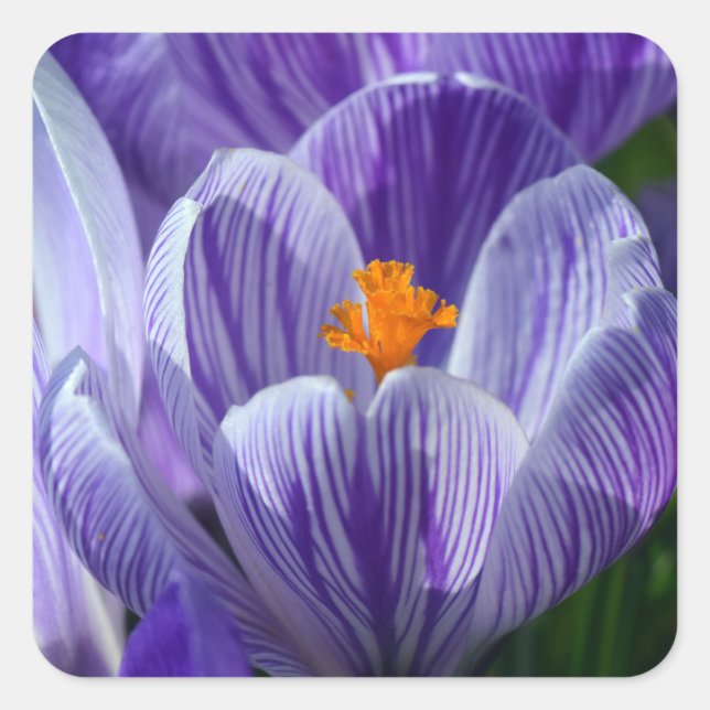 Pegatina Cuadrada pegatinas de crocus (Anverso)