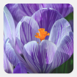 Pegatina Cuadrada pegatinas de crocus