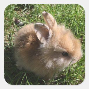 Pegatina Cuadrada Pegatinas de Dwarf Bunny