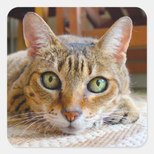 Pegatina Cuadrada Pegatinas de felino