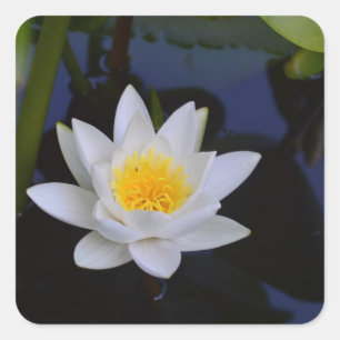 Pegatina Cuadrada Pegatinas de Flores de Lotus blanco