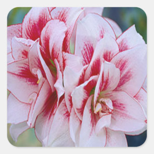 Pegatina Cuadrada Pegatinas de flores rosas