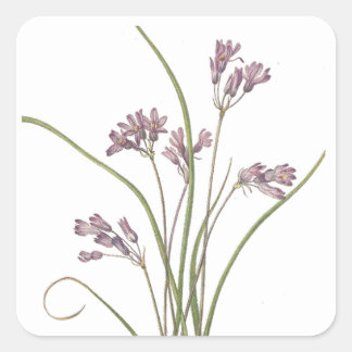 Pegatina Cuadrada Pegatinas de flores silvestres