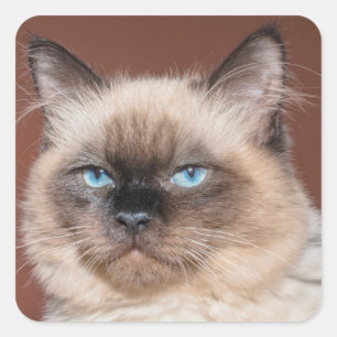 Pegatina Cuadrada Pegatinas de gato de Siamés