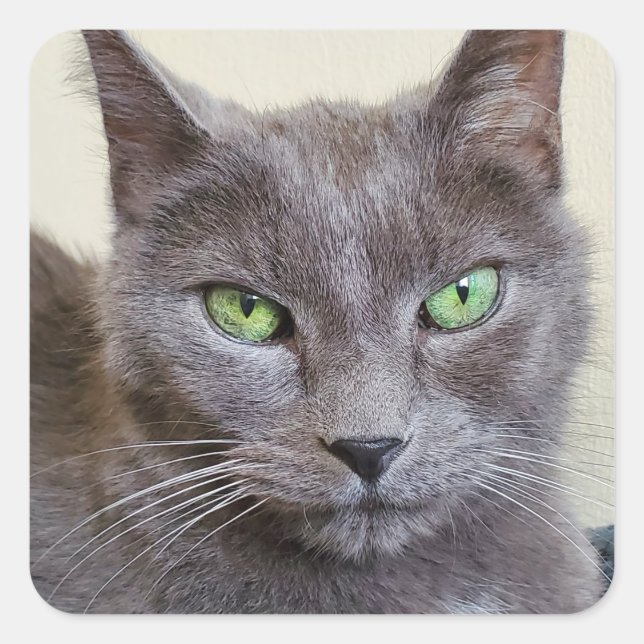 Pegatina Cuadrada Pegatinas de gatos grises (Anverso)