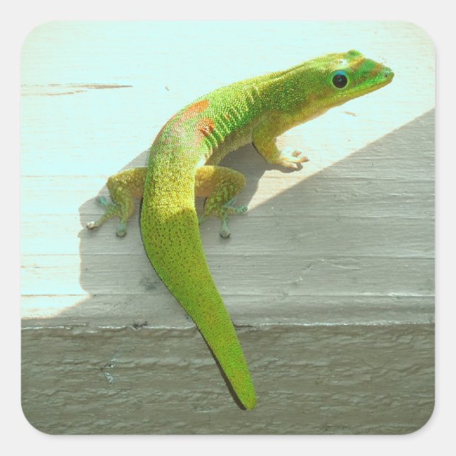 Pegatina Cuadrada Pegatinas de gecko de Hawái (Anverso)