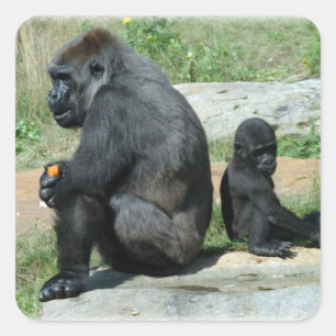 Pegatina Cuadrada Pegatinas de Gorilla Time Out