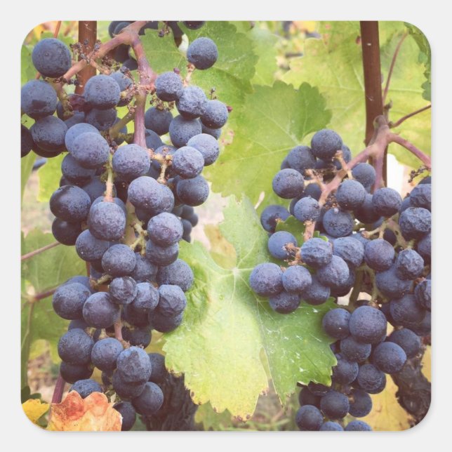 Pegatina Cuadrada Pegatinas de Grapevine (Anverso)