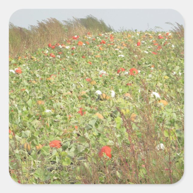 Pegatina Cuadrada Pegatinas de Halloween con parche de calabaza (Anverso)